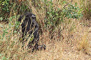 Chimp Kenya